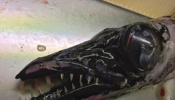 10 najbizarnejších morských potvor zo zbierky ruského rybára