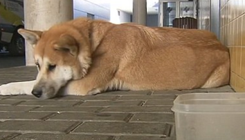 Psia láska nekladie podmienky. Pes týždeň čakal pred nemocnicou na chorú majiteľku