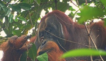 Orangutan prekvapil vedcov schopnosťou, ktorú doteraz pripisovali iba ľuďom