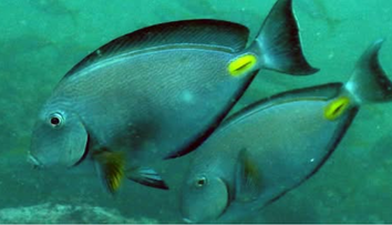 Pobrežie Chorvátska ohrozuje „ryba chirurg“. Dokáže spôsobiť veľmi hlboké rany