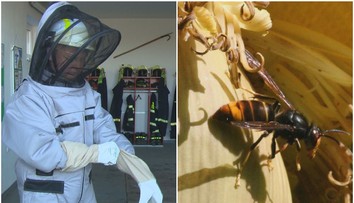 Horná Nitra nie je prvá. Obávaný hmyz už na Slovensku našli aj predtým, odborník predikuje, ktoré časti sú v ohrození