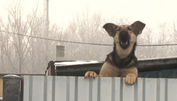 Oslavy nového roka sú pre zvieratá hotovým utrpením. Mnohé ušli z domu!