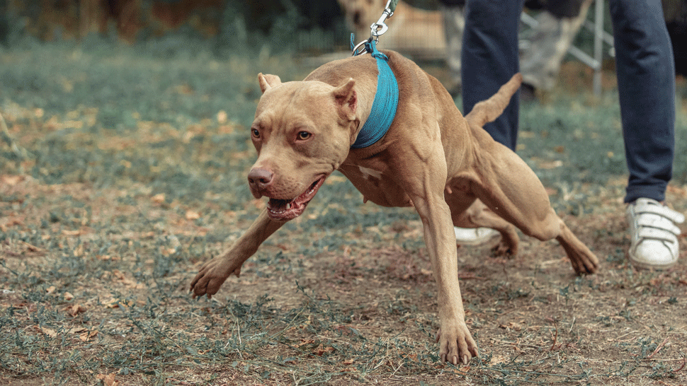 Iba pätnásťmesačné bábätko dohrýzol pitbull starých rodičov. V nemocnici zomrelo