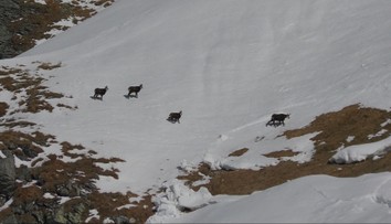 Osem hodín v teréne, tisíc výškových metrov. Boli sme sa pozrieť, ako prebieha sčítanie kamzíkov