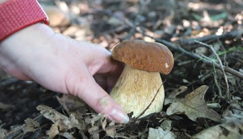 Horúce dni nepotešia hubárov. Odborník však očakáva vrchol sezóny už čoskoro