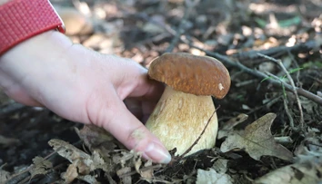 Horúce dni nepotešia hubárov. Odborník však očakáva vrchol sezóny už čoskoro