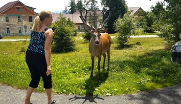 Stratili plachosť a útočia aj na ľudí. Vysoké Tatry čaká odchyt jelenej zveri