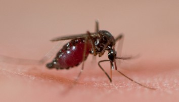 Nebezpečné komáre sa blížia k Slovensku. Môžu priniesť choroby, ktoré tu ešte neboli