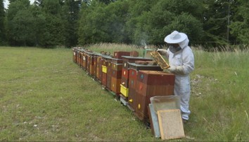 Včelári z Košíc sa zo sveta vracajú s obrovským úspechom. Ich medy zbierajú významné ocenenia