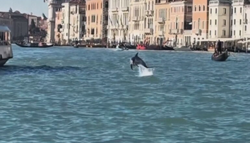 V Benátkach sa objavil netradičný návštevník. Pomedzi gondoly už mesiace pláva delfín Mimo