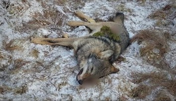 Po medveďoch začali strieľať aj vlky. Prvé už odstrelili neďaleko prísne chránených území