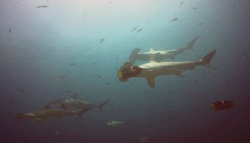 Doteraz tam slovenská noha nestúpila. Slováci navštívili unikátny ostrov Malpelo