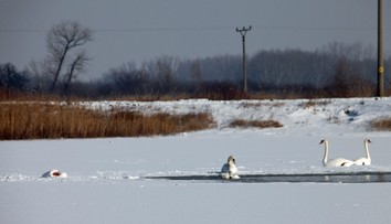 Vtáčia chrípka sa objavila v ďalšom regióne. Veterinárna správa nariadila viaceré opatrenia