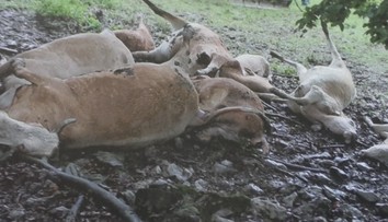 Zostali mu len oči pre plač. Majiteľovi družstva jeden blesk skántril značnú časť stáda