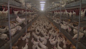 Európu strašia nebezpečné nákazy zvierat. Ochoreli už aj domáci miláčikovia