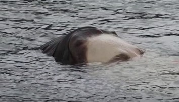 VIDEO: V Bilbau pláva hlava topiaceho sa dievčaťa, ľudia sú znepokojení
