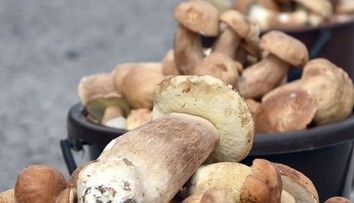 FOTO: Dubáky rastú ako divé, predávajú ich aj popri cestách