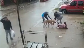 VIDEO: Hororový útok pitbulla. Dievčaťu (7) takmer odtrhol nohu, nepustil ju ani po kopancoch
