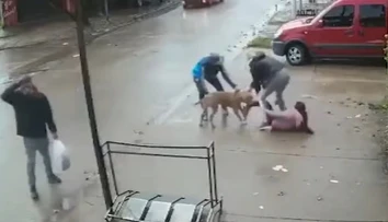 VIDEO: Hororový útok pitbulla. Dievčaťu (7) takmer odtrhol nohu, nepustil ju ani po kopancoch