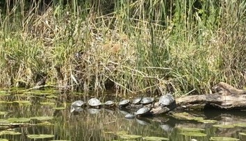 FOTO: Pri Dunaji sa šíria nebezpečné korytnačky. Ohroziť môžu ľudí aj zvieratá
