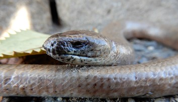 Trojmetrový had sa ukrýval na toalete, muža pohrýzol do penisu