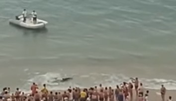 Panika na pláži v Španielsku. Ľudí vyhnal z vody viac ako dvojmetrový žralok