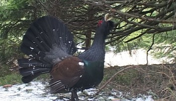 V čase tokania sa nezľaknú ani traktora. Zázrak našej prírody je na pokraji vyhynutia