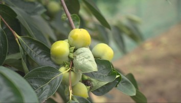 Zo stromu mu padajú banány. Netypické ovocie či zeleninu vídať v našich záhradách čoraz viac