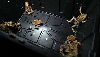 Floridu zaplavili tisíce jedovatých ropúch. Vylučujú látku, ktorá môže dokonca aj zabíjať