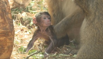 Je jedinou opicou, ktorá žije v Európe. V košickej ZOO sa podarilo priviesť na svet mláďa vzácneho primáta