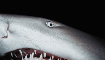 Pátranie po zmiznutej turistke sa skončilo tragicky. Jej pozostatky objavili v tele žraloka