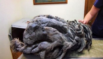 Uhádnete, aké zviera je na obrázku?