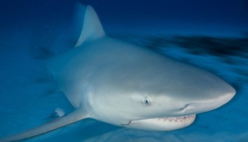 Panika v turistickom raji Slovákov: V zálive sa objavil žralok, plával medzi loďkami