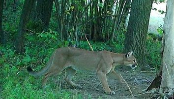 Pri hraniciach s Českom sa pohybuje puma. Šelmu zaznamenali fotopasce