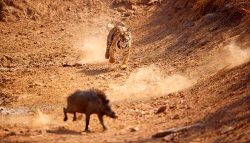 VIDEO: Tiger s diviakom skončili v dedinskej studni. Naháňačka mala nečakaný koniec
