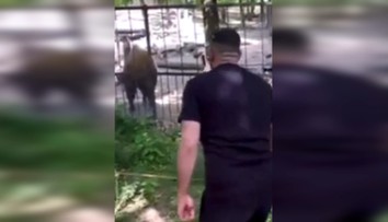 Otrasné video zo zoo: Muž napadol vzácne zviera. Na sociálnych sieťach to vyvolalo búrku