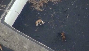 Láva na ostrove La Palma uväznila psov na malom „ostrove“. Aby nezomreli, kŕmia ich dronmi