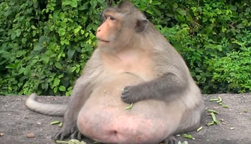 Turisti kŕmili opicu svojím jedlom. Narástol jej obrovský pupok