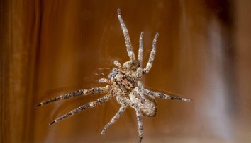 Pavúk s hororovým názvom sa udomácnil v strednej Európe. Výskyt hlásia okolité štáty a videli ho aj u nás