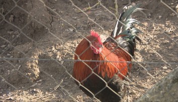 Pri Trnave a Senci potvrdili ďalšie ohniská vtáčej chrípky. Zisťovali sme, ako hydinu na dvore ochrániť