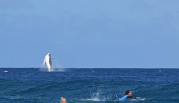 VIDEO: Unikát, zážitok do konca života. Surfistky prišiel na olympiáde podporiť netradičný fanúšik