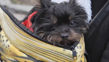 Ranné venčenie psíka ich „vyšlo“ na 1 450 eur. Anna opísala desivé momenty pri obyčajnej prechádzke