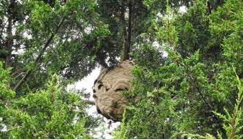 Dobrodružstvo na obľúbenej atrakcii sa skončilo tragédiou. Otca so synom zabil roj obrovských sršňov