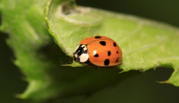 Lienok z Ázie je príliš veľa, spôsobujú problémy ľuďom aj pestovateľom