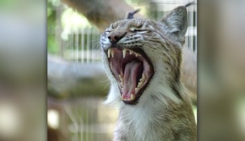 Dánska ZOO skupuje domáce zvieratá. Chce nimi nakŕmiť svojich predátorov