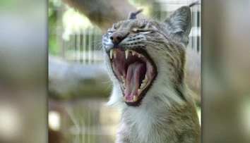 Dánska ZOO skupuje domáce zvieratá. Chce nimi nakŕmiť svojich predátorov