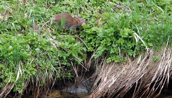 V európskych metropolách sa premnožili potkany. Experti za tým vidia dva dôvody