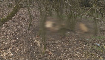 Africký mor sa šíri. Zákaz vstupu do lesa platí už aj v obciach v okolí Topoľčian