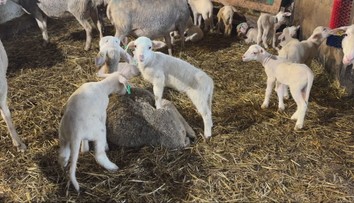 Veľká noc už zamestnáva farmárov. Na Slovensku je čoraz väčší dopyt po jahňacine