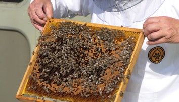 „Med za 5 eur? Skús si ho urobiť sám.“ Slovenský včelár baví internet